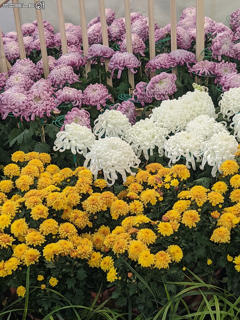 花在彰化 彰化縣溪州鄉中央路三段138號 02/01