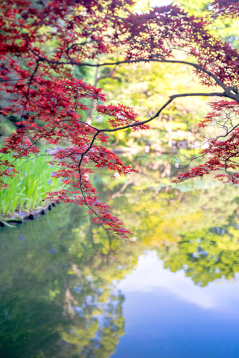 【關西】獨旅，京都古城篇(二)