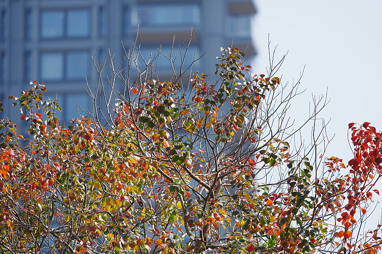點我看大圖 Sony FE 400-800mm f/6.3-8 G OSS 評測報告|E-mount 首顆 800mm 砲降臨!