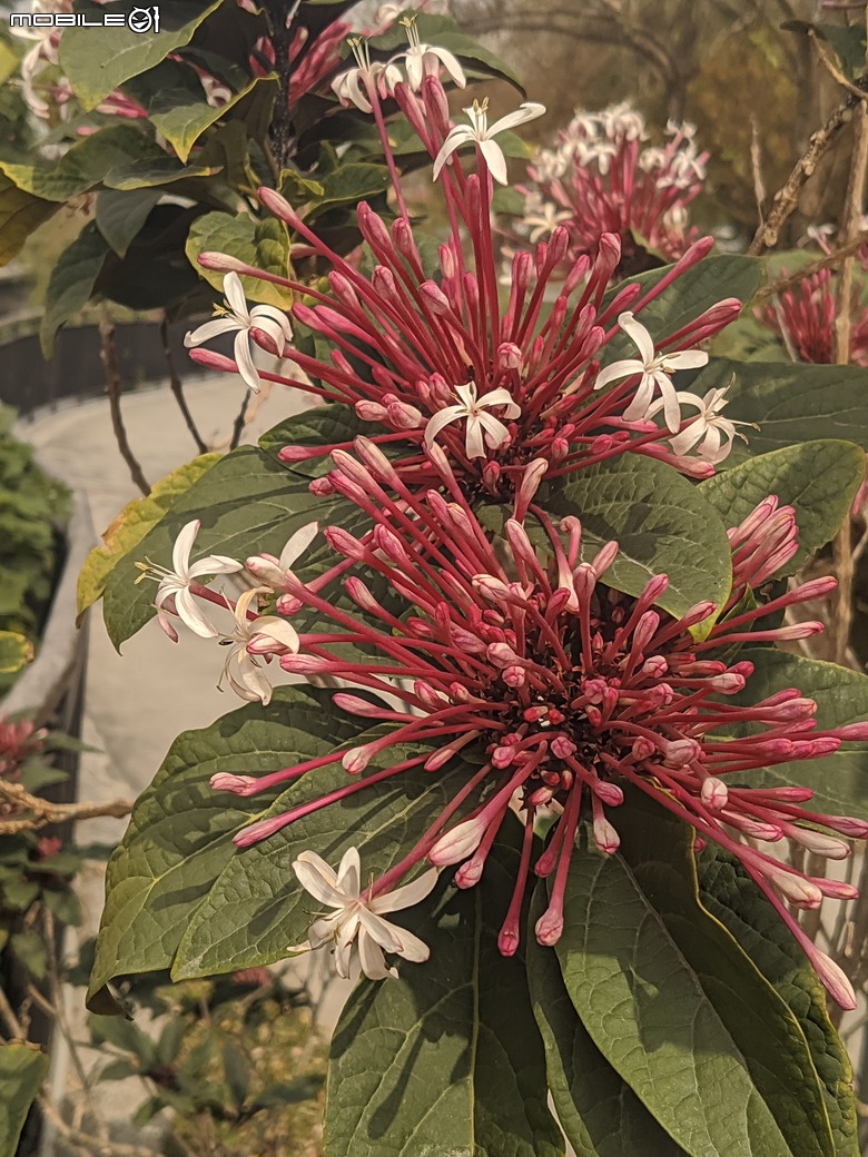 炮仗花+蔥花+煙火花+火焰木+蓖麻 台南市東區裕永路後甲公園 02/09