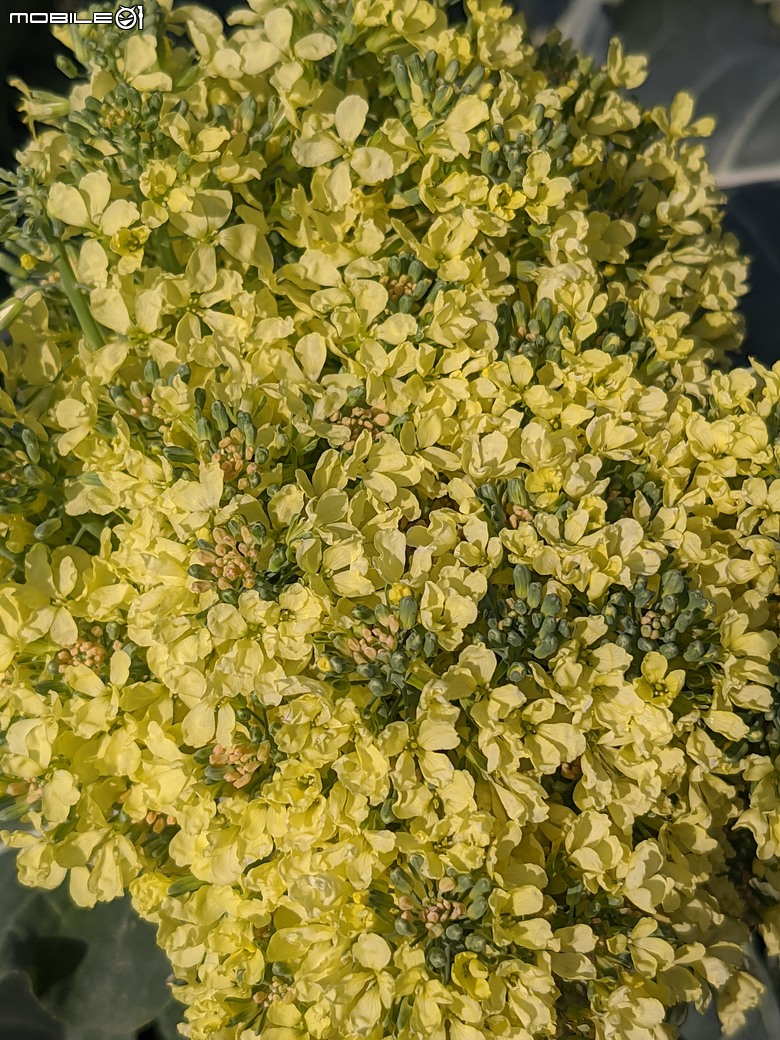 青花菜 台南市仁德區中生里中洲福德祠附近 02/16