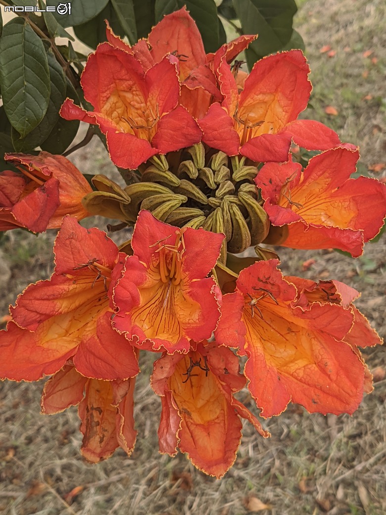 炮仗花+蔥花+煙火花+火焰木+蓖麻 台南市東區裕永路後甲公園 02/09