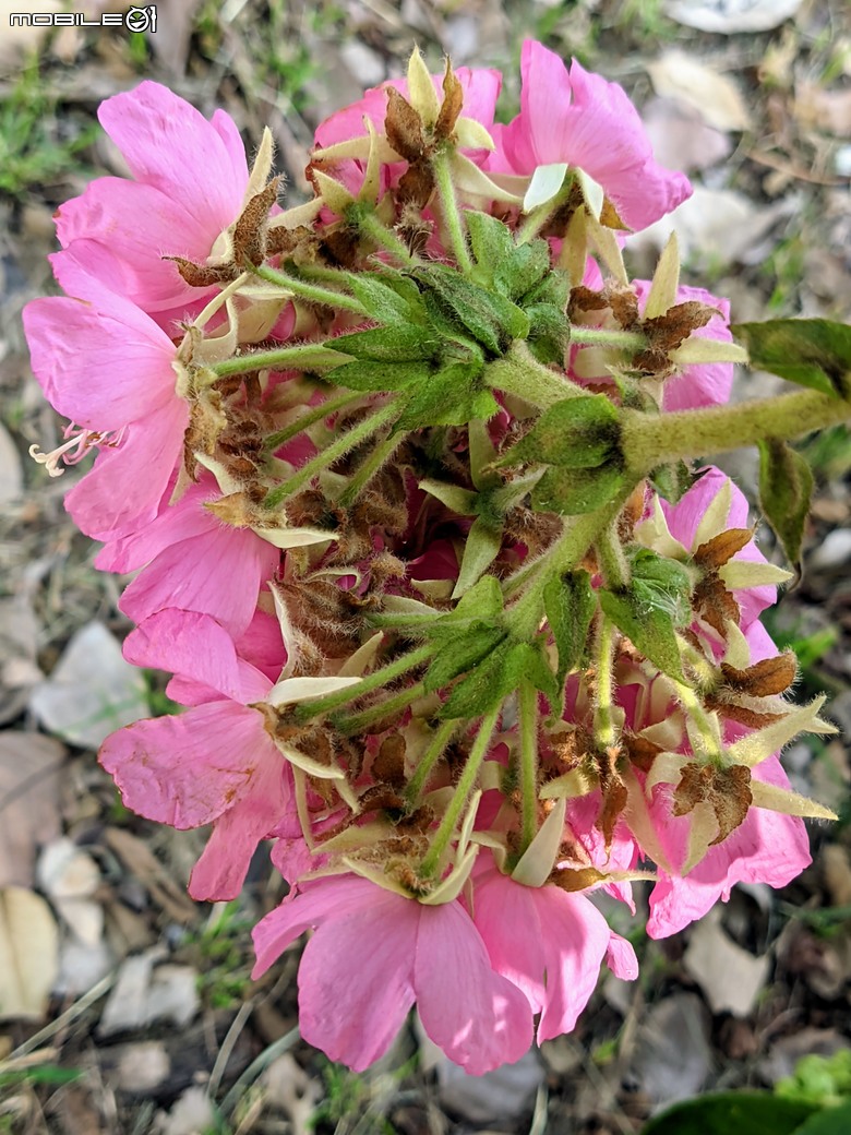 紅花風鈴木+非洲芙蓉 台南市仁德區仁德滯洪池 01/18