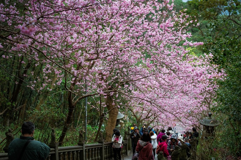 2025台北花季:櫻花步道、秘境景點推薦,追櫻攻略報你知!