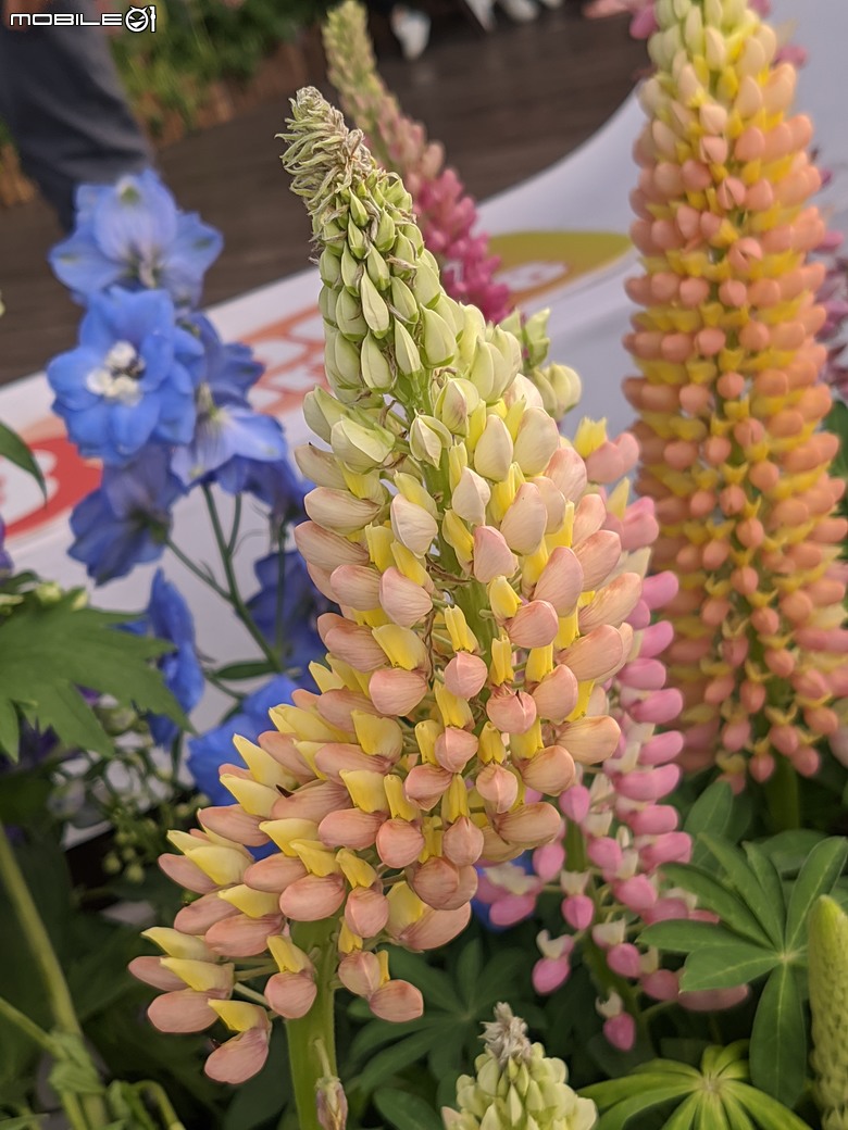 花在彰化 彰化縣溪州鄉中央路三段138號 02/01