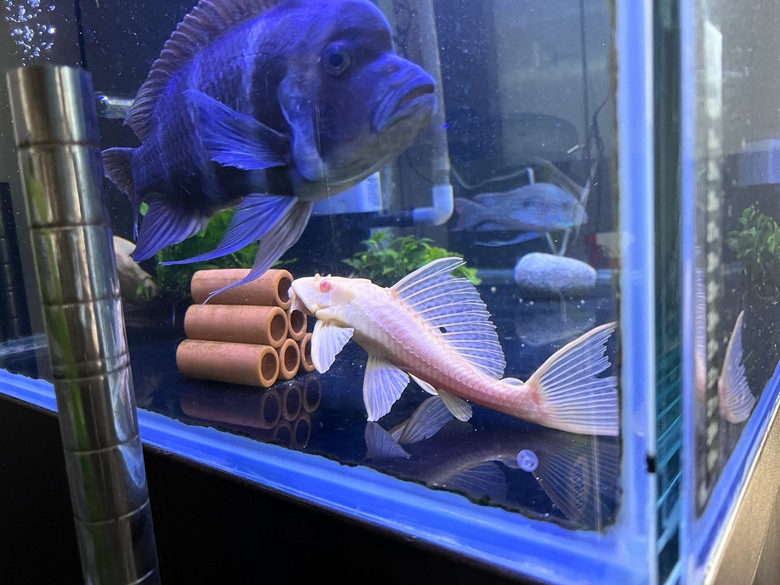 魚缸真的一次到位才好