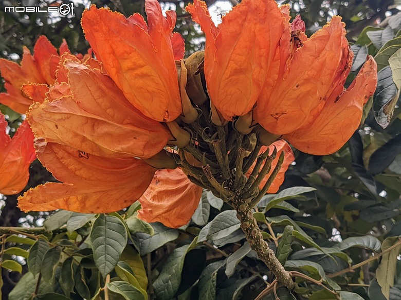 炮仗花+蔥花+煙火花+火焰木+蓖麻 台南市東區裕永路後甲公園 02/09