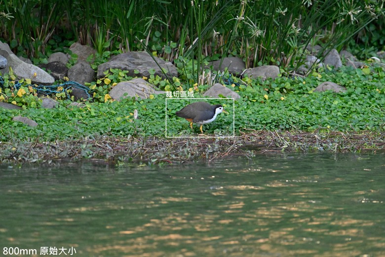 長焦Part2-Nikon Z400 F4.5&ZTC 1.4x/2.0x實戰測試