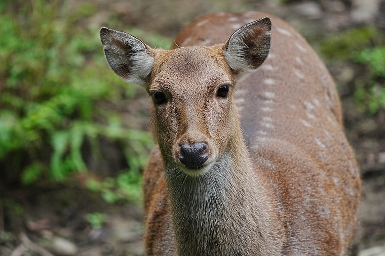 點我看大圖 Sony FE 400-800mm f/6.3-8 G OSS 評測報告|E-mount 首顆 800mm 砲降臨!