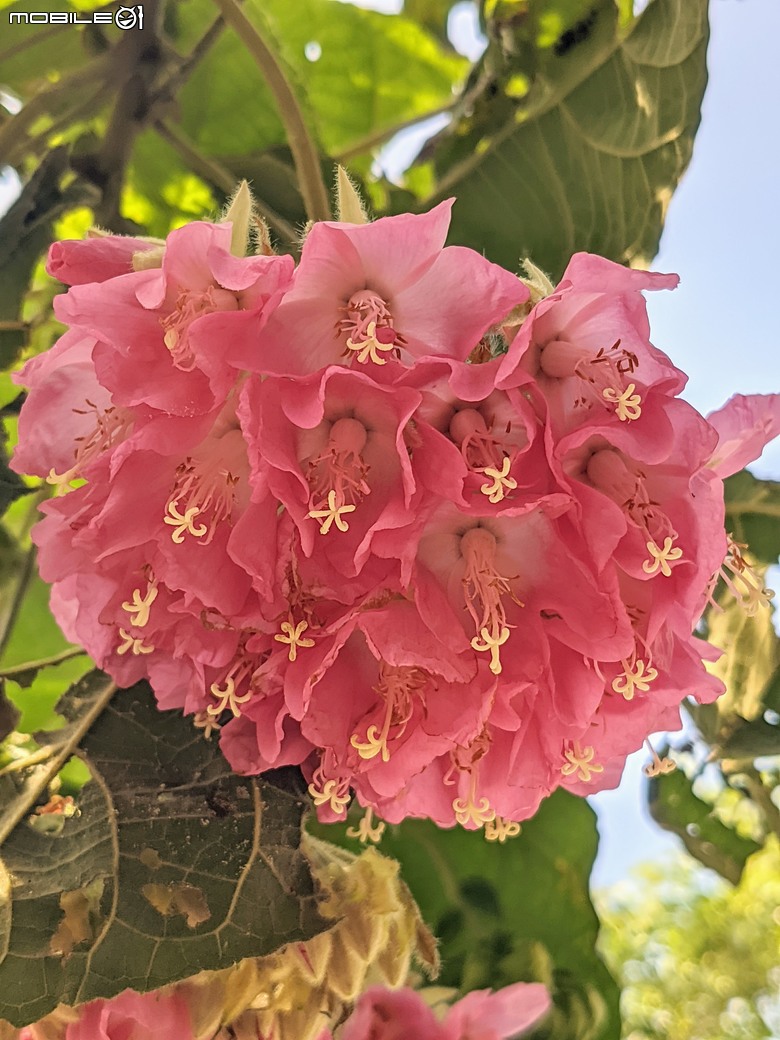 紅花風鈴木+非洲芙蓉 台南市仁德區仁德滯洪池 01/18