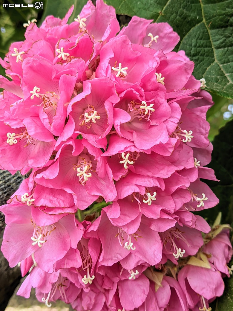 紅花風鈴木+非洲芙蓉 台南市仁德區仁德滯洪池 01/18