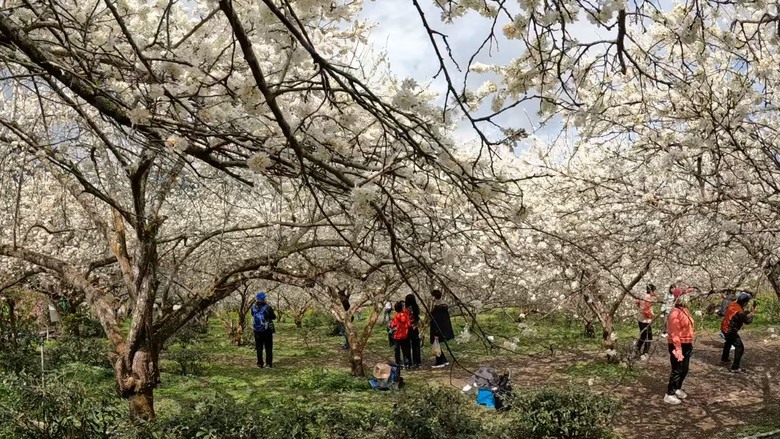 草坪頭賞櫻花賞李花,2月5日花況分享