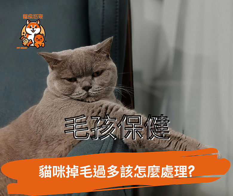 點我看大圖 毛孩保健 貓咪掉毛過多該怎麼處理?