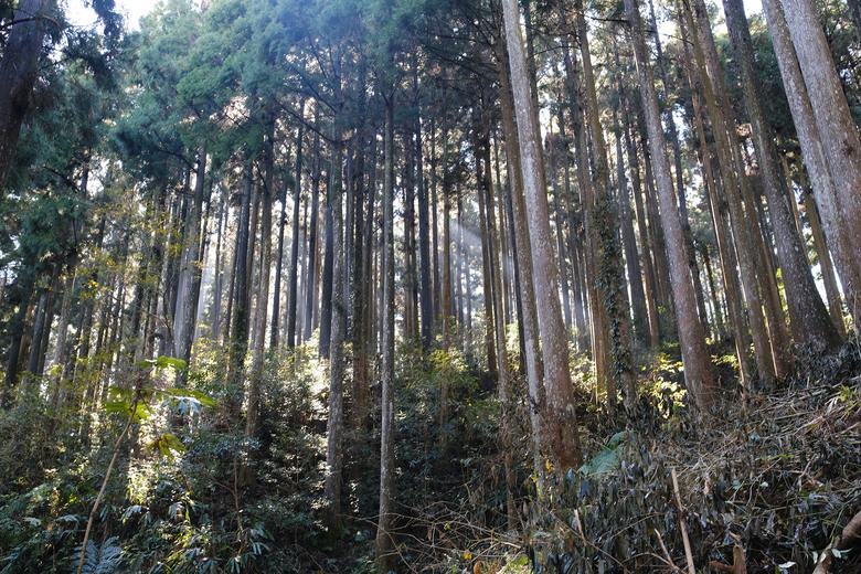 【鵝公髻山】林相絕美的新竹縣小百岳 | 山上人家農場第三登山口起登