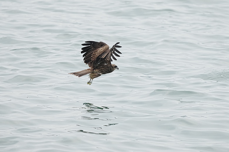 點我看大圖 Sony FE 400-800mm f/6.3-8 G OSS 評測報告|E-mount 首顆 800mm 砲降臨!