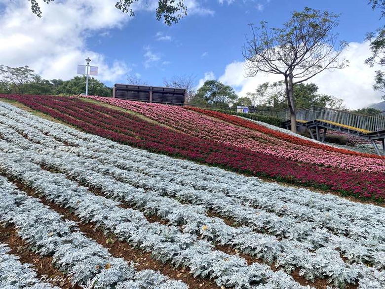 北投社三層崎公園花海~彩色浪花海.走春好所在