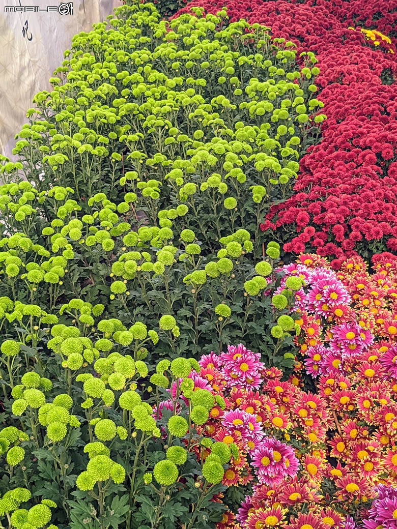 花在彰化 彰化縣溪州鄉中央路三段138號 02/01