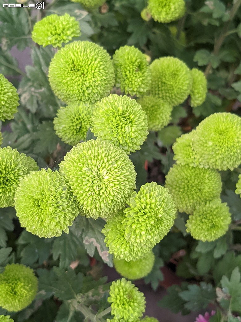 花在彰化 彰化縣溪州鄉中央路三段138號 02/01