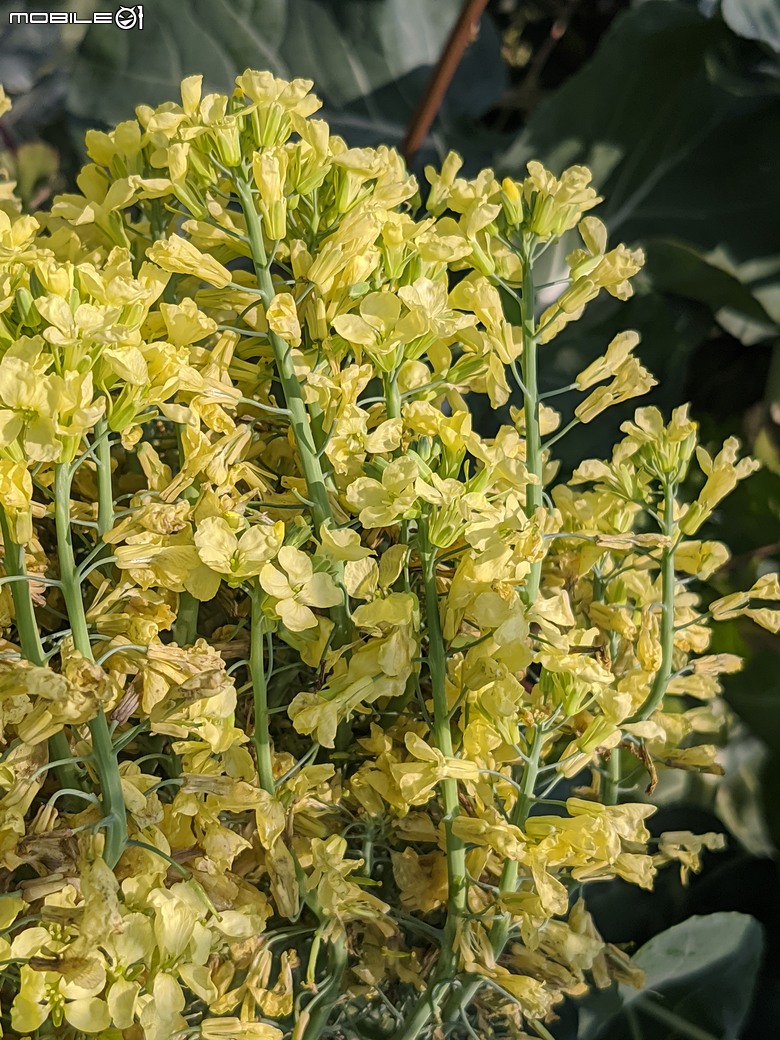 青花菜 台南市仁德區中生里中洲福德祠附近 02/16
