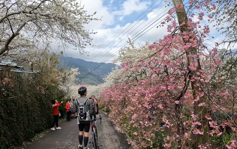 草坪頭賞櫻花賞李花,2月5日花況分享