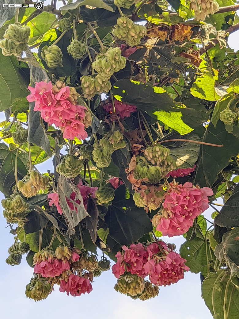 紅花風鈴木+非洲芙蓉 台南市仁德區仁德滯洪池 01/18