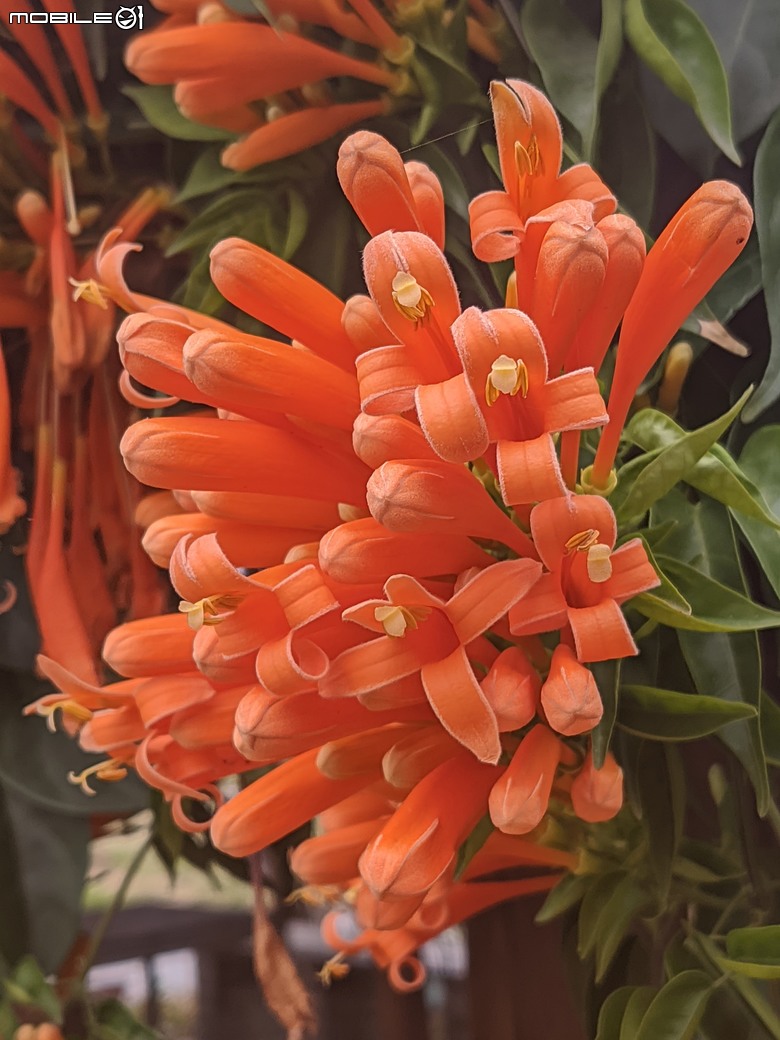 炮仗花+蔥花+煙火花+火焰木+蓖麻 台南市東區裕永路後甲公園 02/09