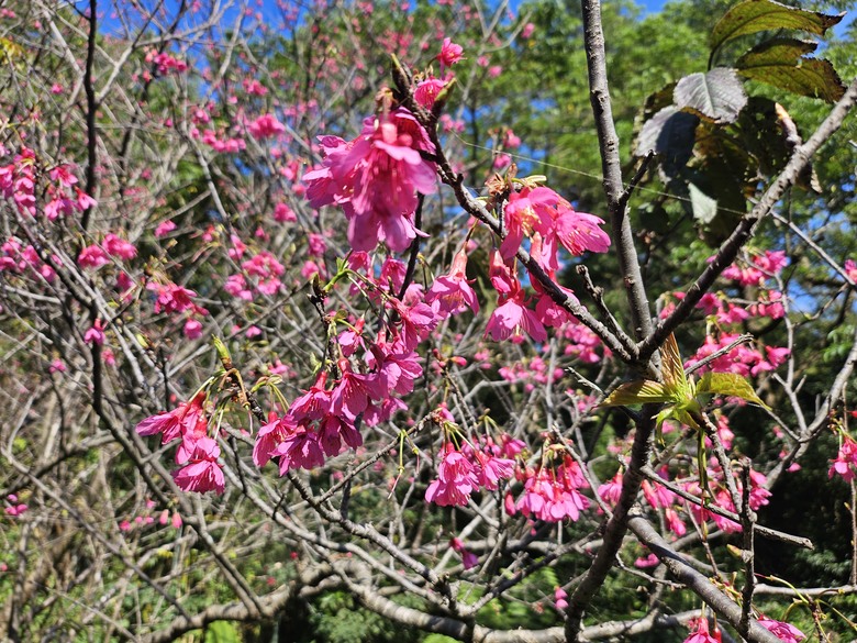 桃園市後花園半日遊 - 春天農場午餐 + 虎頭山健行步道