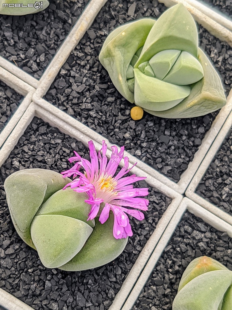 多肉植物開花 台南市佳里區興化里綠樹園藝 02/22