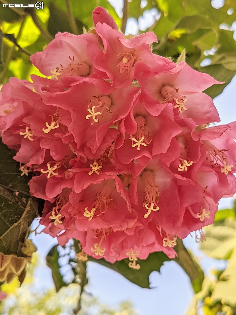 紅花風鈴木+非洲芙蓉 台南市仁德區仁德滯洪池 01/18
