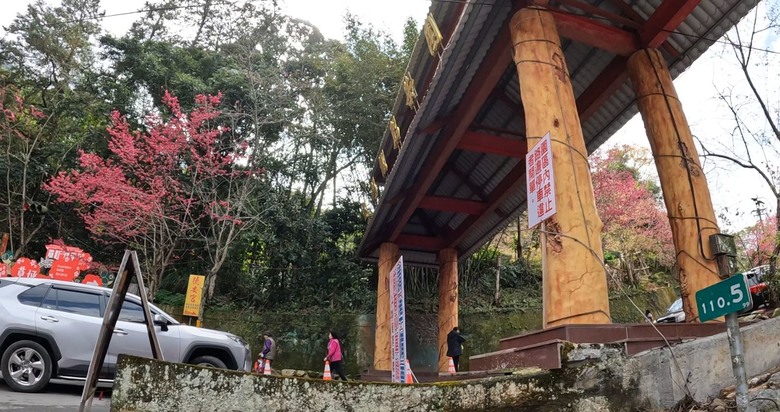 草坪頭賞櫻花賞李花,2月5日花況分享