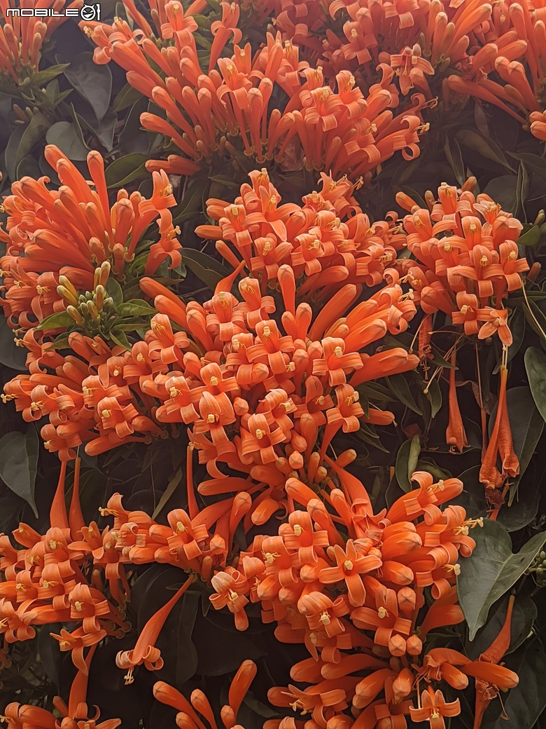 炮仗花+蔥花+煙火花+火焰木+蓖麻 台南市東區裕永路後甲公園 02/09