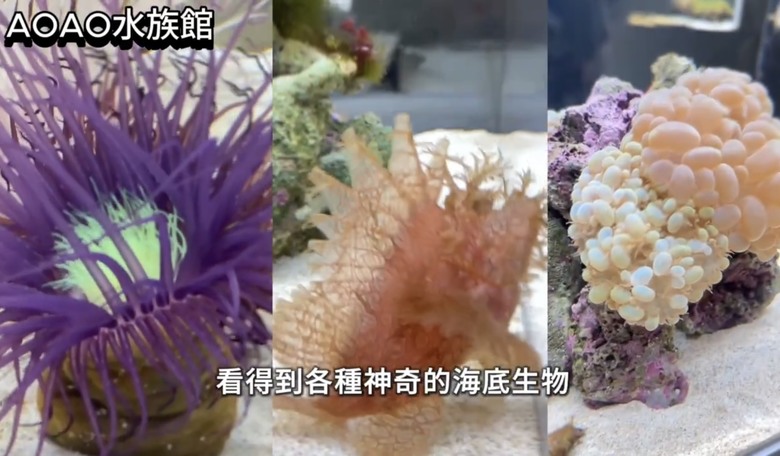 北海道札幌美食大爆發🔥 帝王蟹、湯咖哩、和牛海膽燒肉吃到爽!二條市場 x AOAO水族館 x 三角市場