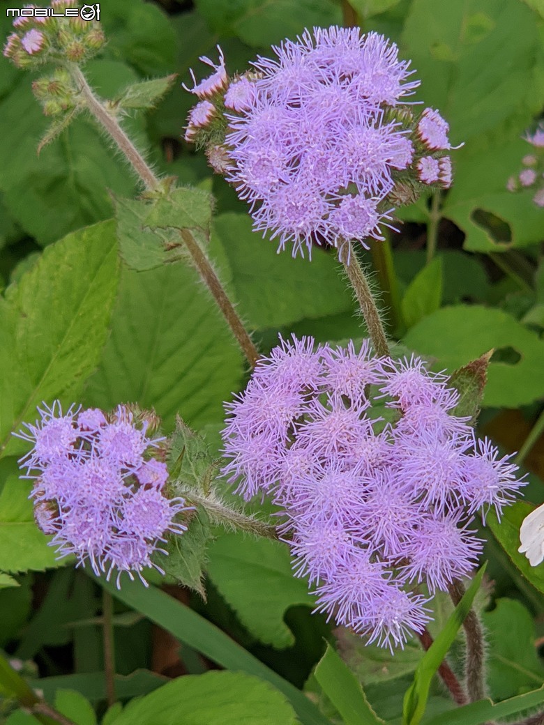 百日菊+炮仗花 台南市山上區淨水池區 02/02