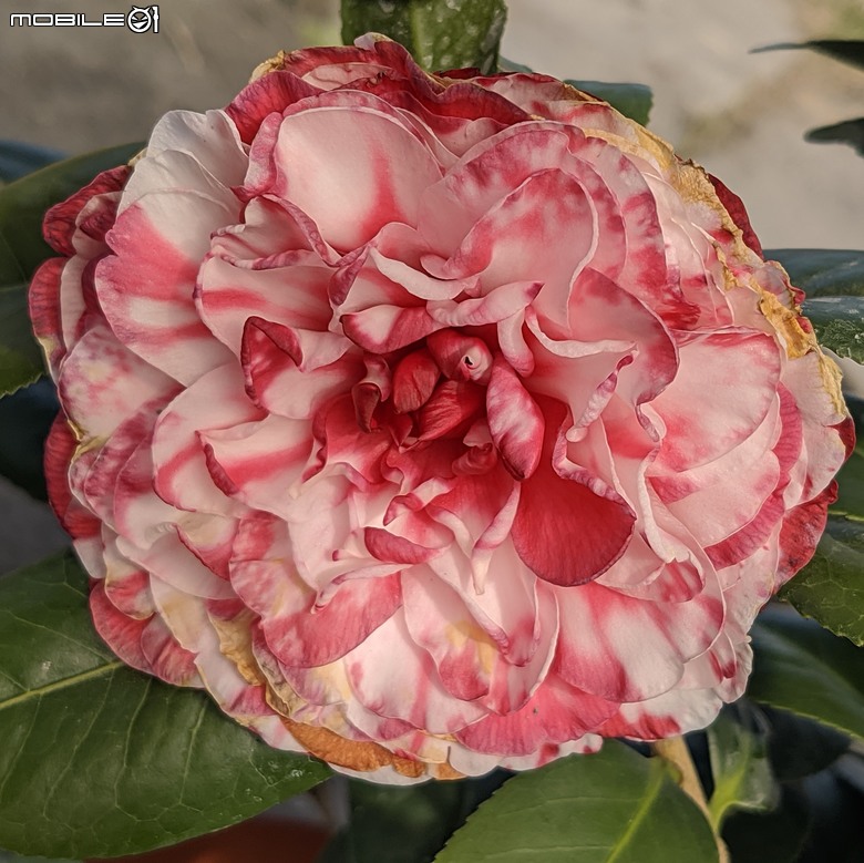 花在彰化 彰化縣溪州鄉中央路三段138號 02/01