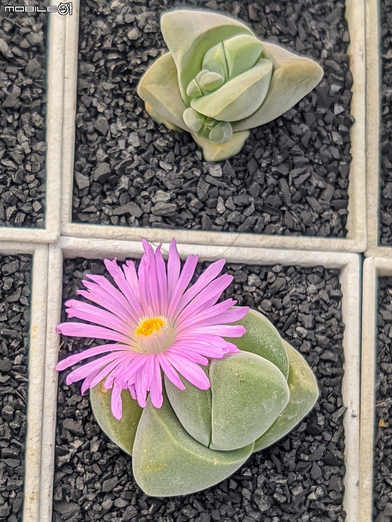 多肉植物開花 台南市佳里區興化里綠樹園藝 02/22