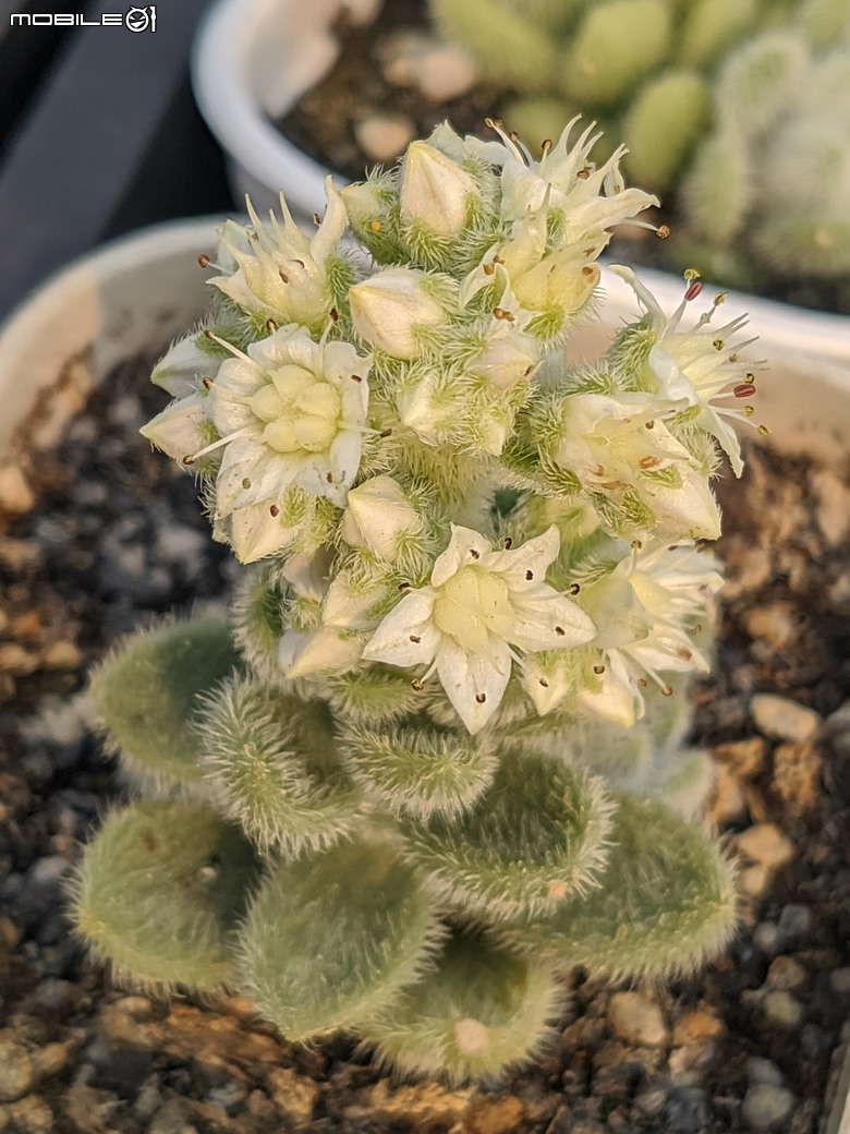多肉植物開花 台南市佳里區興化里綠樹園藝 02/22