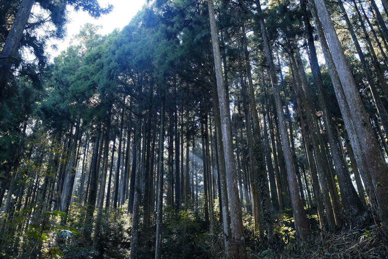【鵝公髻山】林相絕美的新竹縣小百岳 | 山上人家農場第三登山口起登