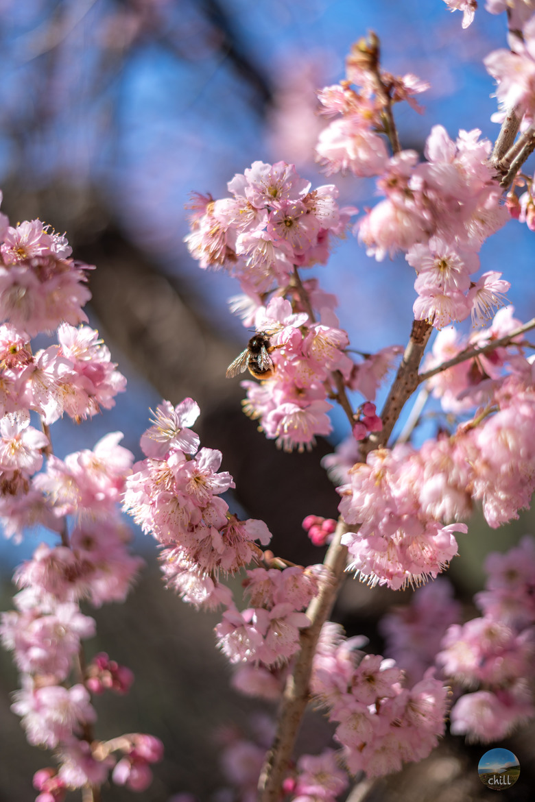 點我看大圖 2025武陵農場櫻花季|搭國光也能玩兩天一夜?意外發現櫻花池秘境!