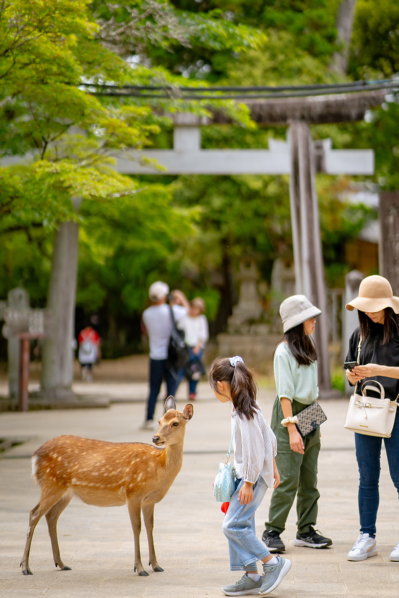 【關西】獨旅，奈良篇