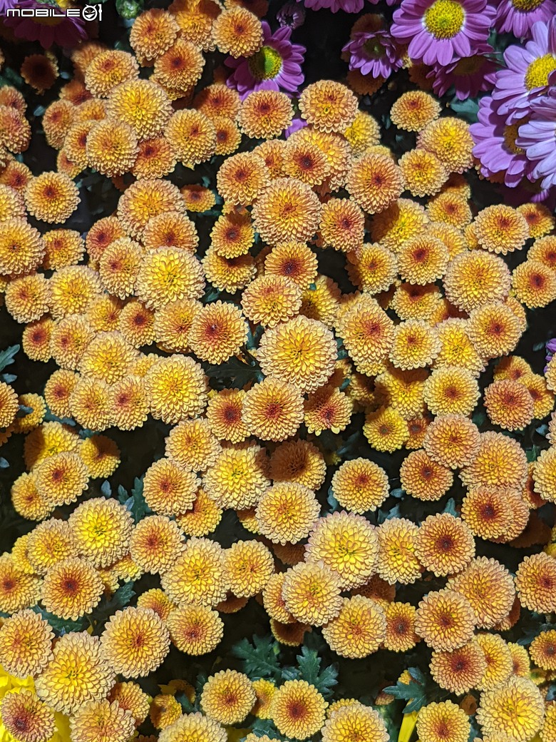 花在彰化 彰化縣溪州鄉中央路三段138號 02/01