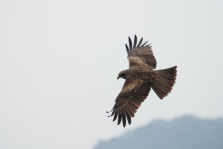 點我看大圖 Sony FE 400-800mm f/6.3-8 G OSS 評測報告|E-mount 首顆 800mm 砲降臨!