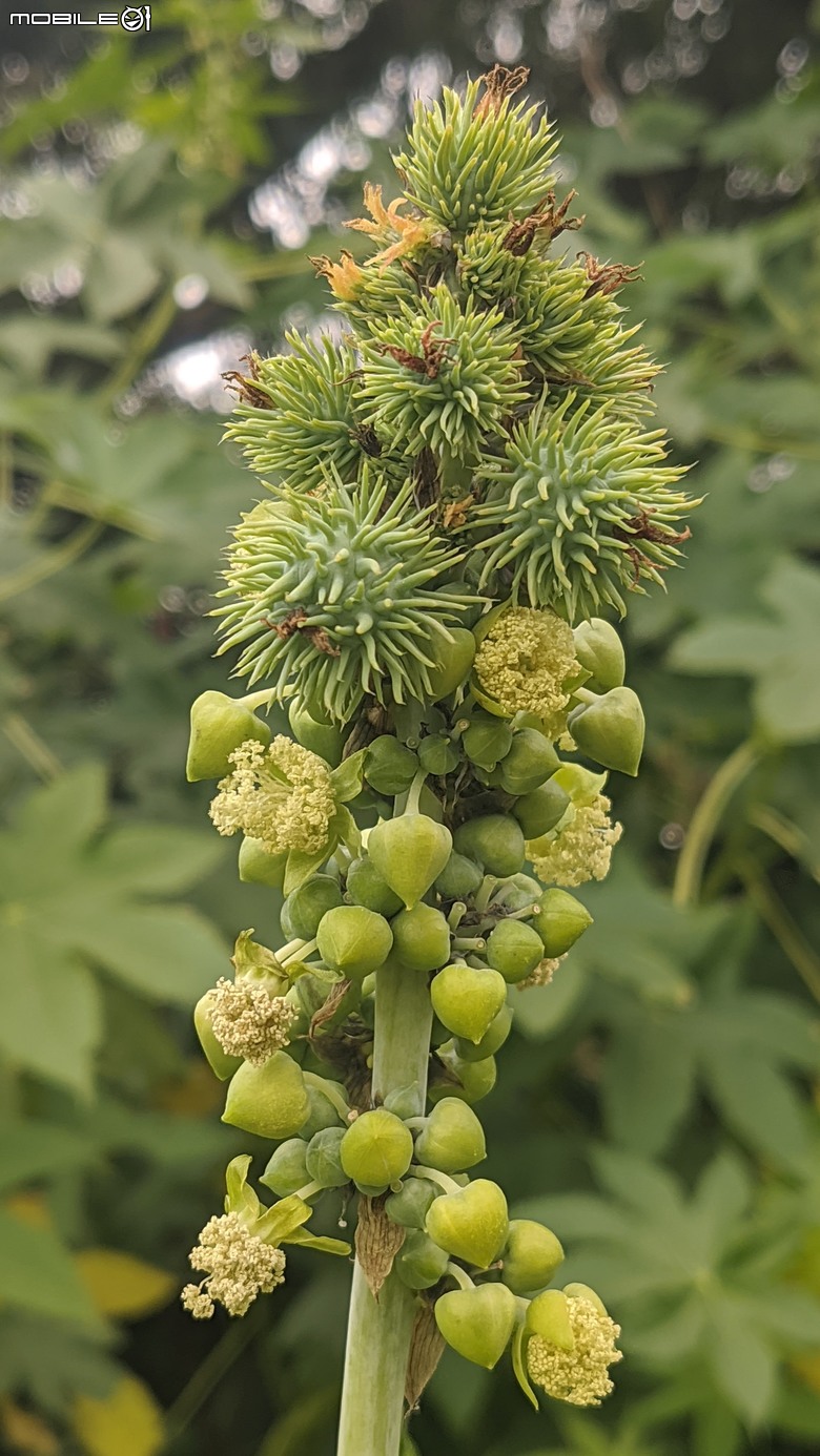 炮仗花+蔥花+煙火花+火焰木+蓖麻 台南市東區裕永路後甲公園 02/09