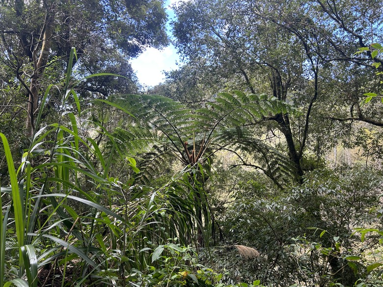 頂湖大凍山國家森林步道健行