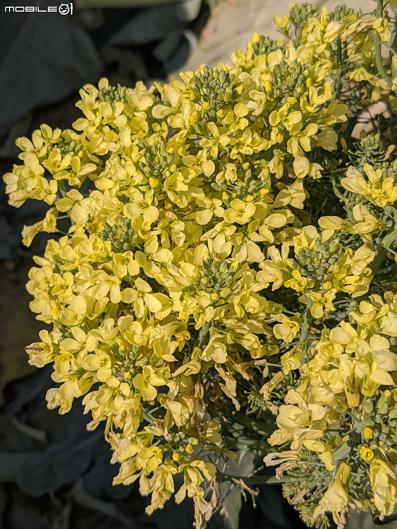 青花菜 台南市仁德區中生里中洲福德祠附近 02/16