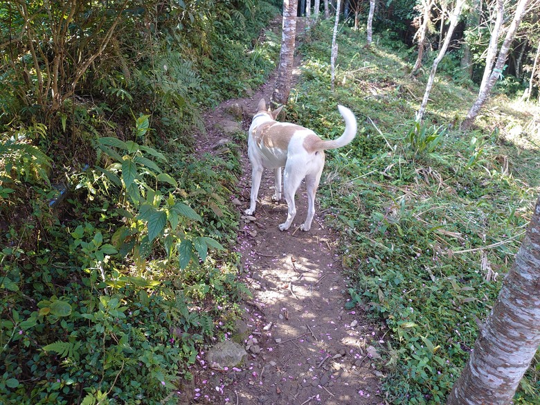 2021/2/21 向天湖、光天高山O繞，鹿場日警紀念碑、神仙谷及石門古道探訪輕旅行