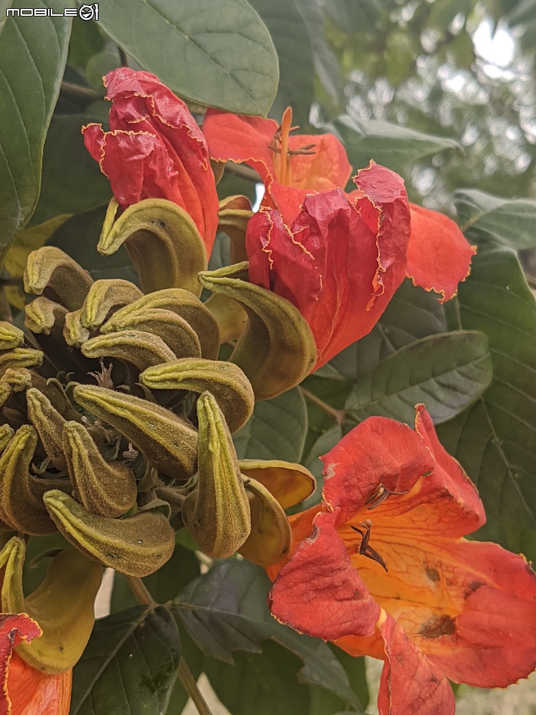 炮仗花+蔥花+煙火花+火焰木+蓖麻 台南市東區裕永路後甲公園 02/09