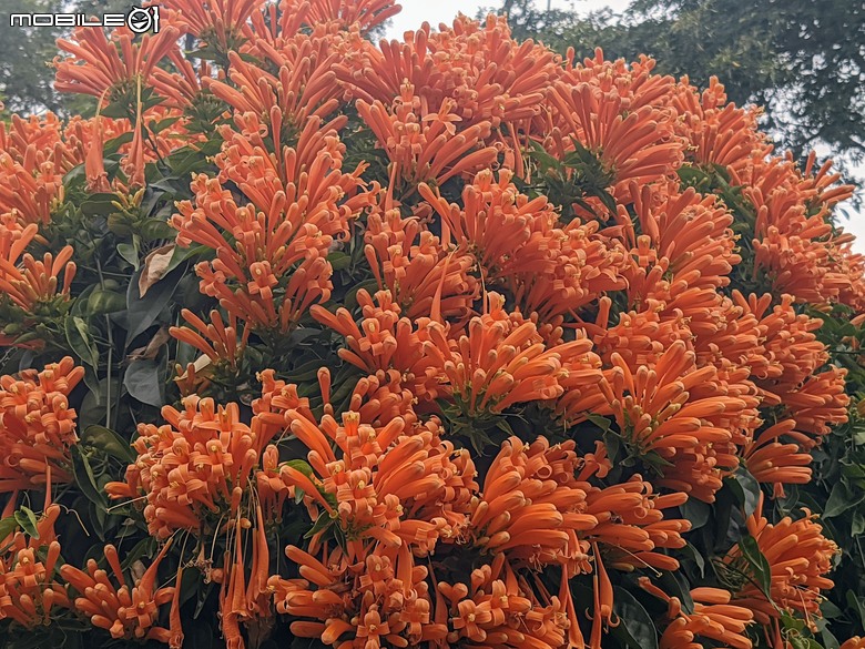 炮仗花+蔥花+煙火花+火焰木+蓖麻 台南市東區裕永路後甲公園 02/09