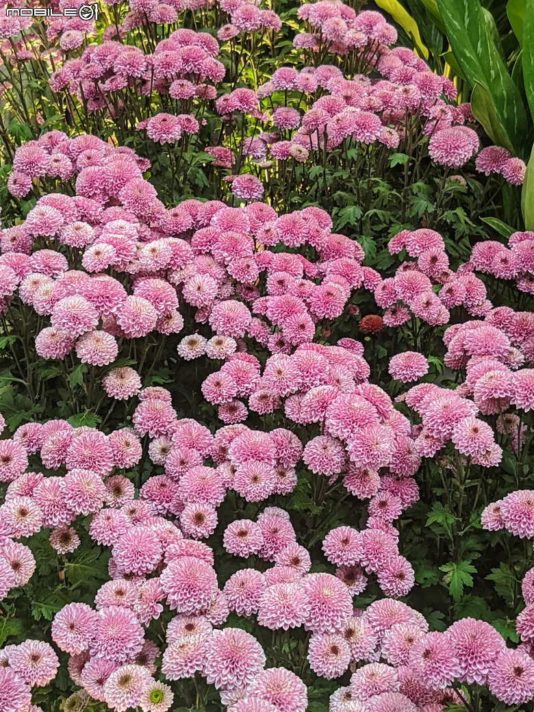 花在彰化 彰化縣溪州鄉中央路三段138號 02/01