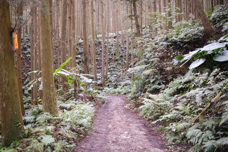 【鵝公髻山】林相絕美的新竹縣小百岳 | 山上人家農場第三登山口起登