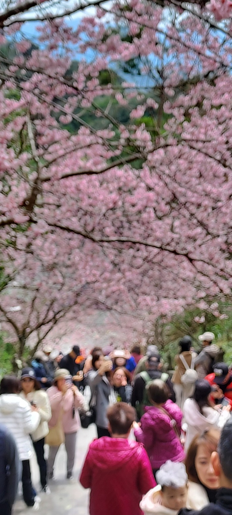 碧山巖花花之旅